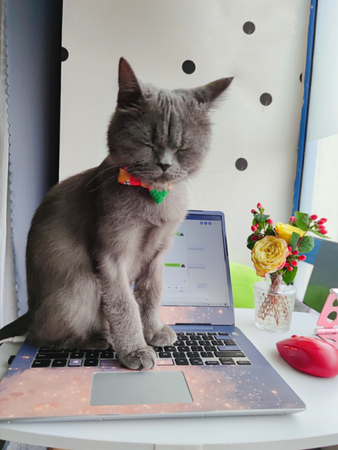 永久官网ll.mg_猫咪app官网永久地址入口_猫咪网站终身会员分享