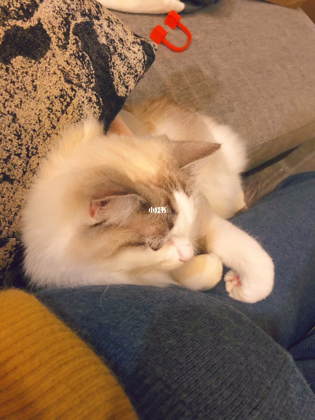 猫咪app官网永久地址入口_永久官网ll.mg_猫咪网站终身会员分享