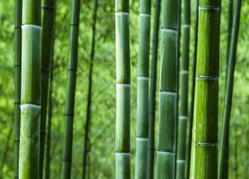 桑竹之属的之什么意思_桑竹_桑竹之属的属什么读音
