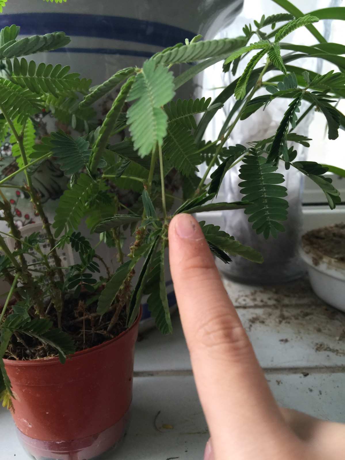 含羞草软件_含羞草软件_含羞草软件