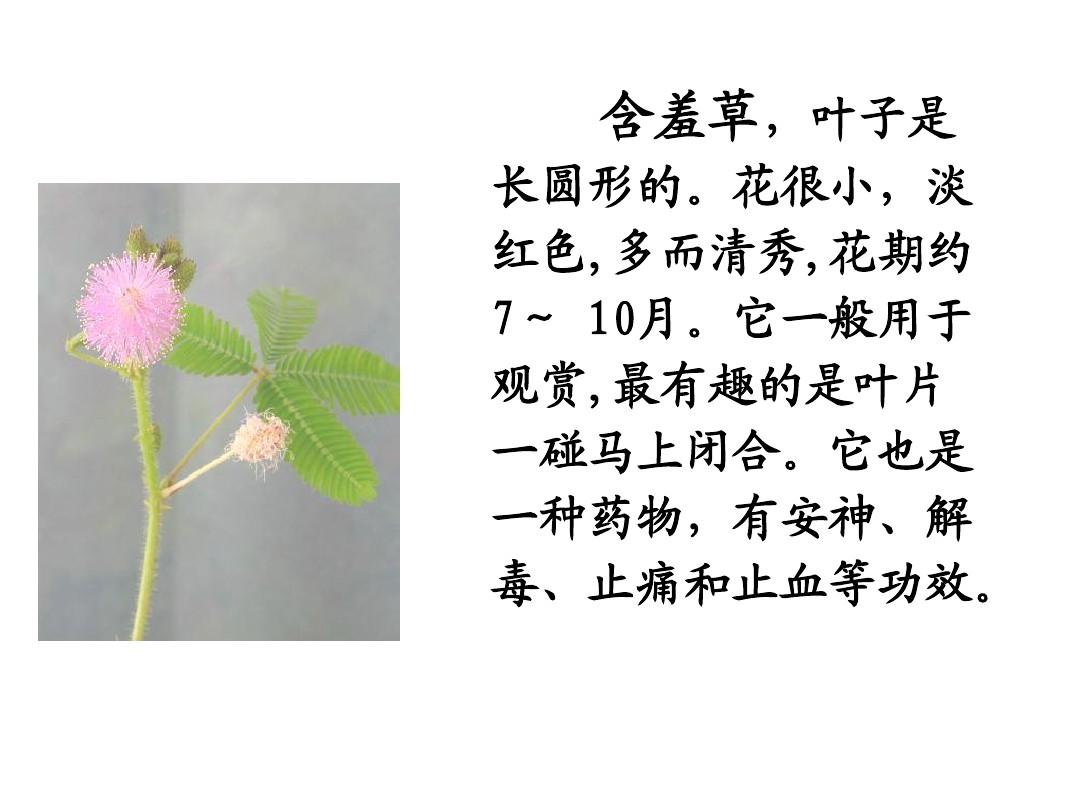 含羞草软件_含羞草软件_含羞草软件