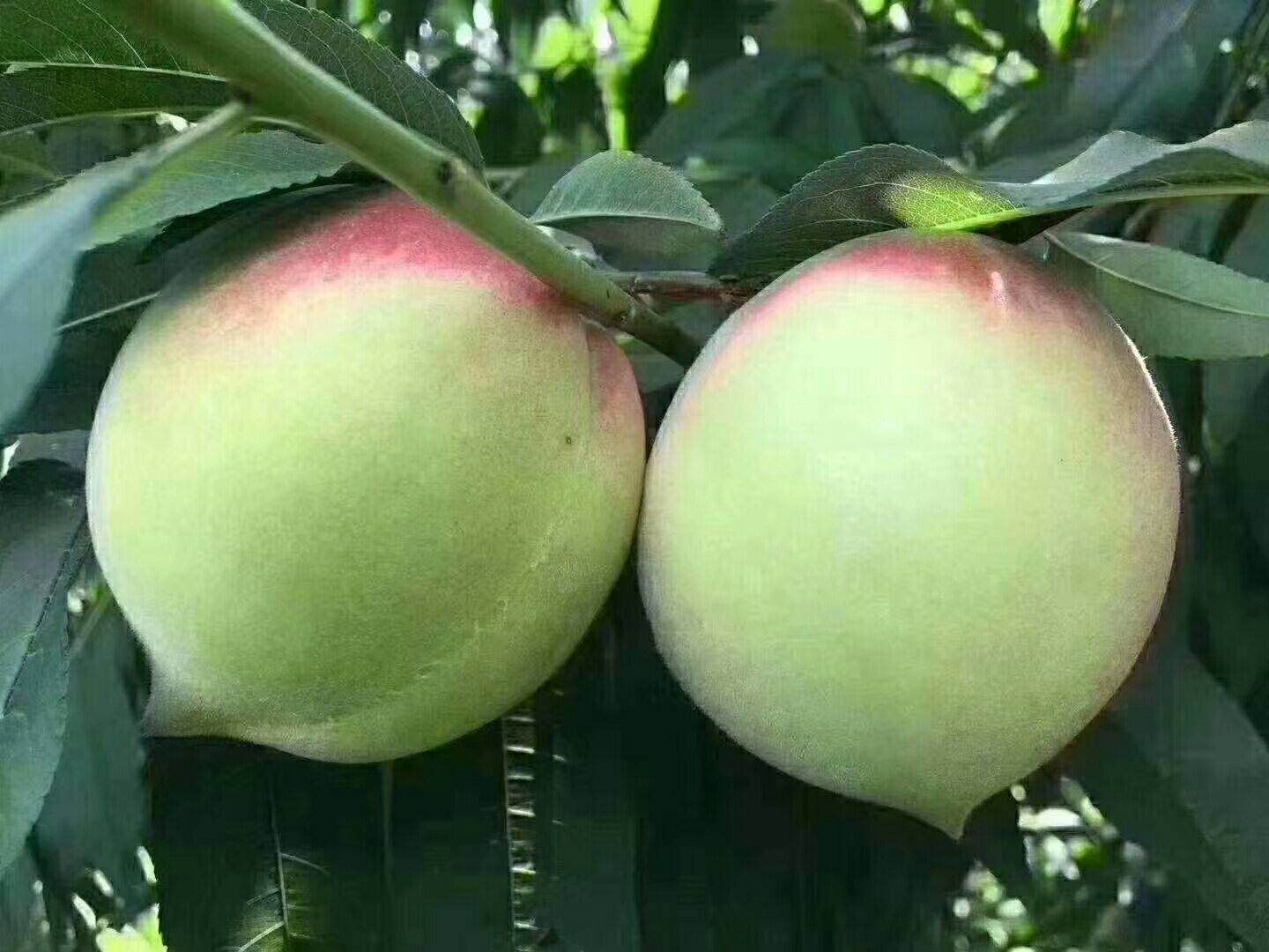 密桃网站_密桃网站_密桃网站