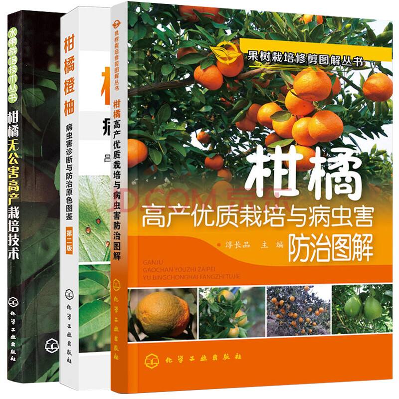 橙子保护血管_橙子保护视力吗_保护橙子