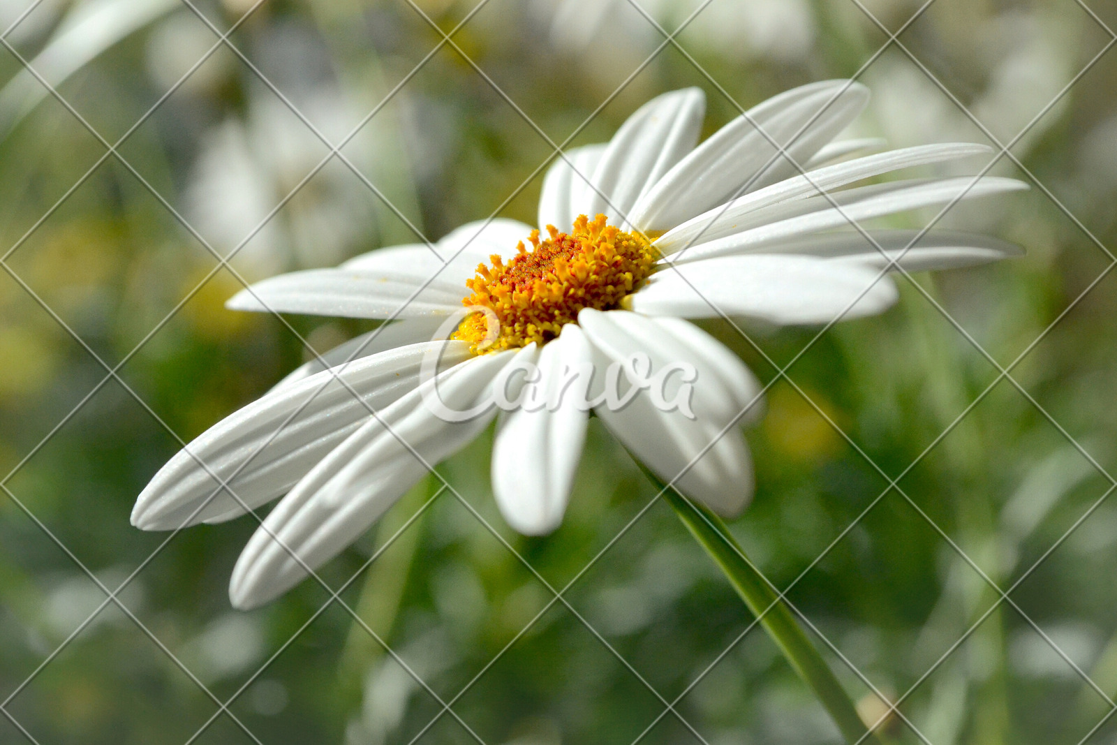 灵花是什么意思_灵花泌尿灵片作用_花之灵