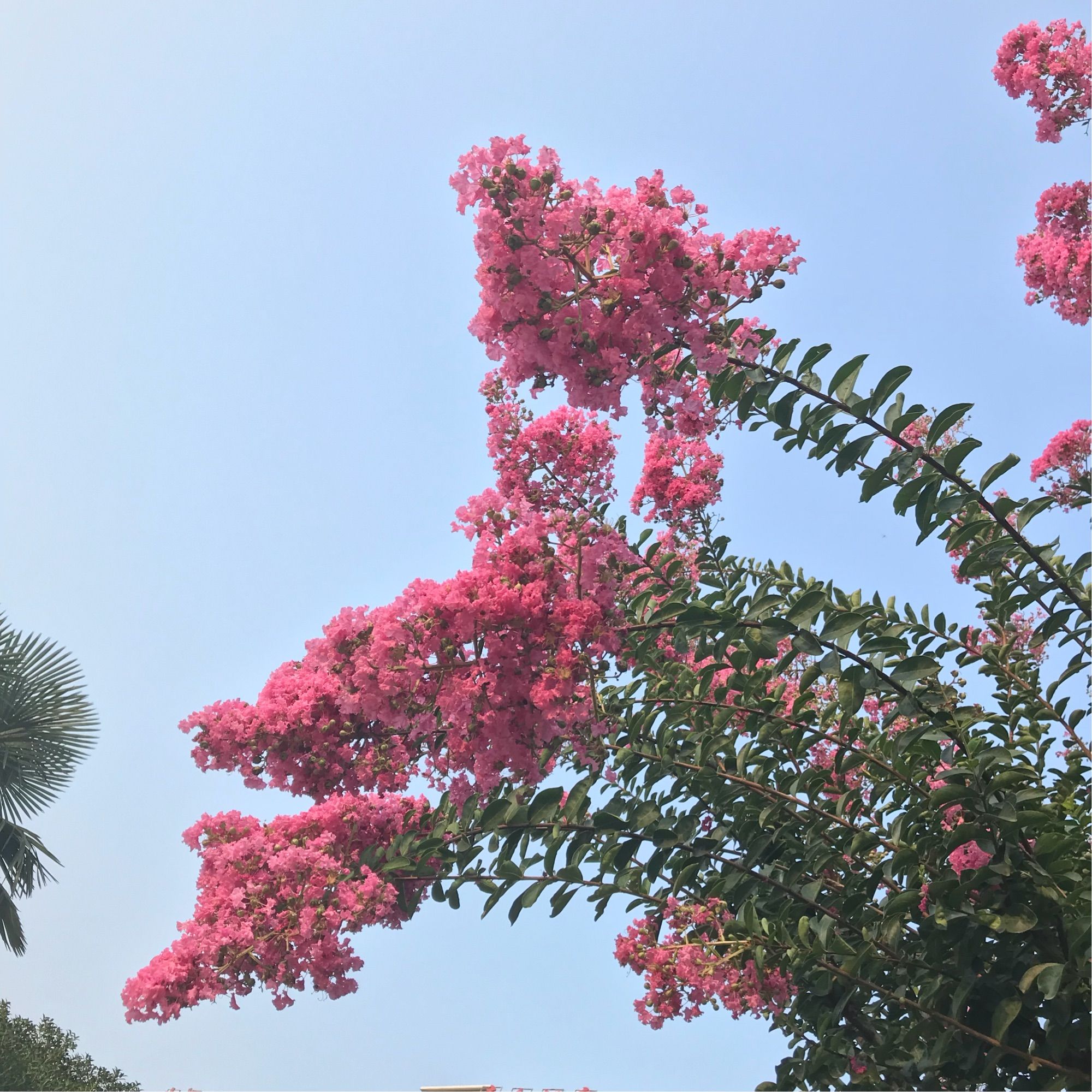 花之灵_灵花是什么意思_灵花泌尿灵片作用