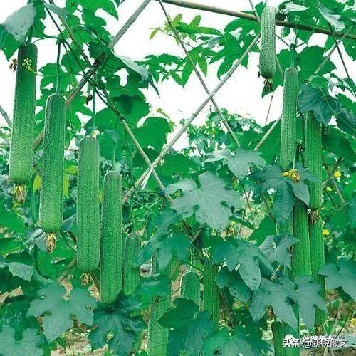 ios看电影的app_草莓app下载安装无限看丝瓜ios大全_手机看里番的appios