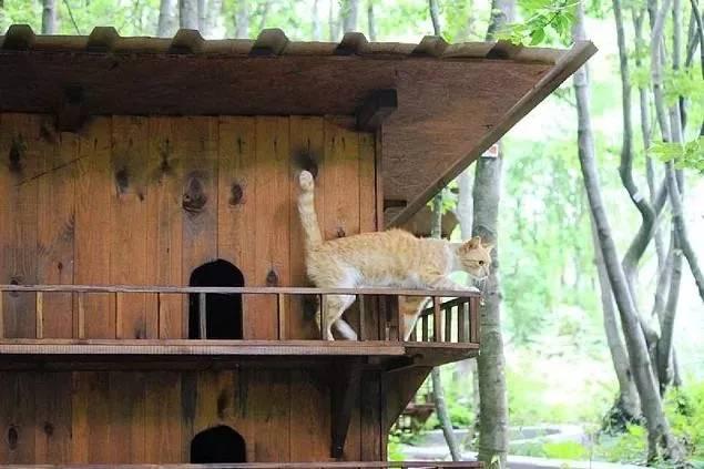 唐宁街10号猫_猫号文言文翻译_猫号