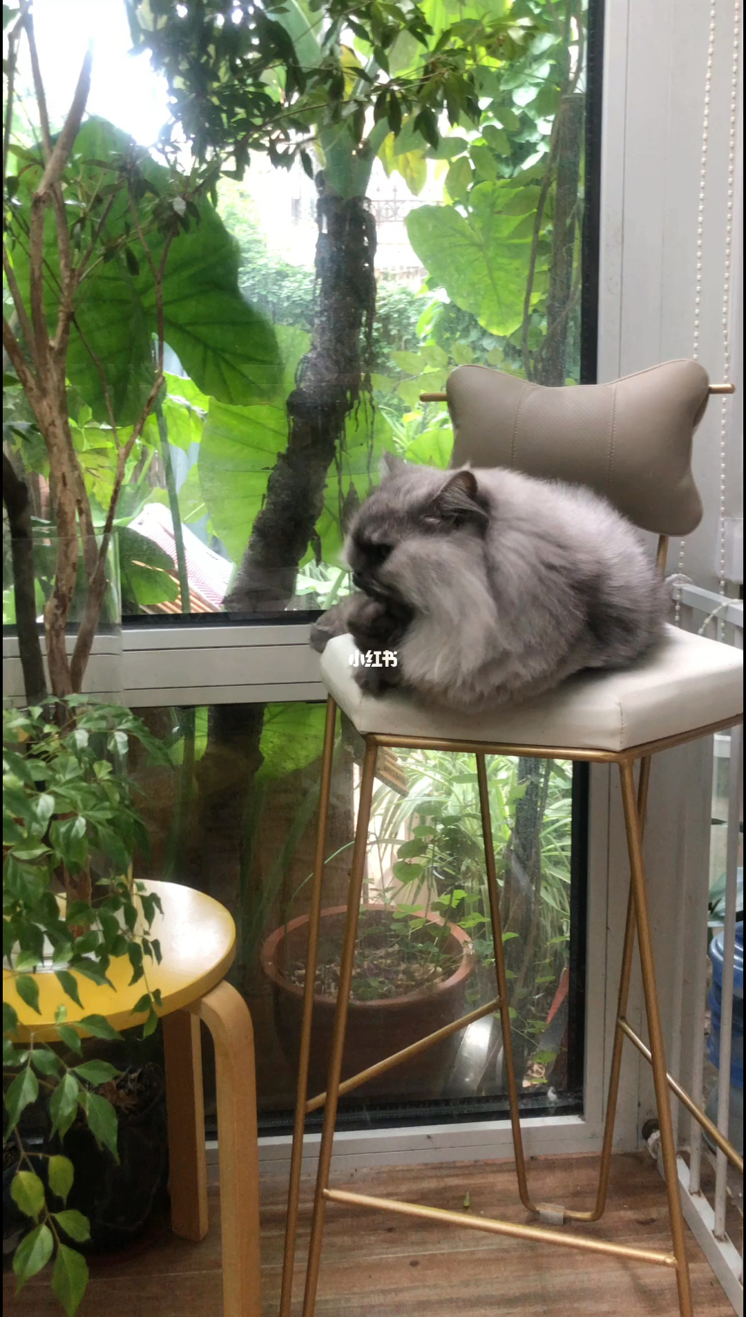 猫号文言文翻译_唐宁街10号猫_猫号