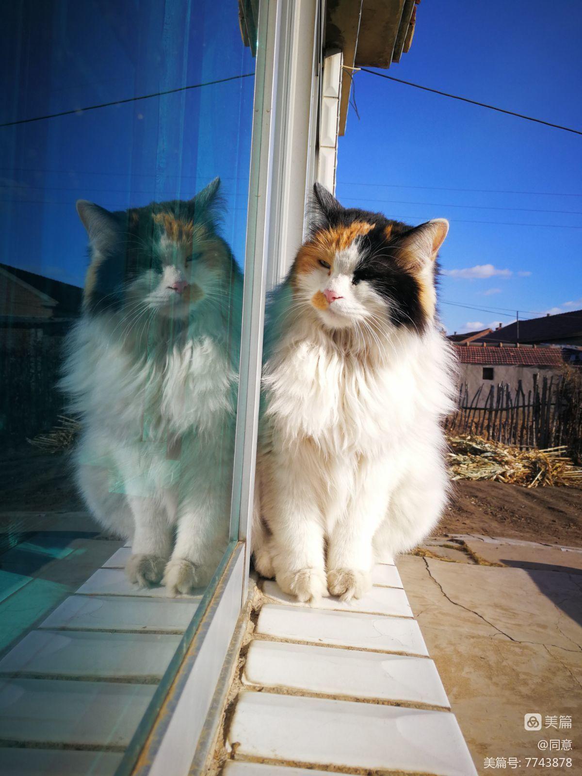 唐宁街10号猫_猫号文言文翻译_猫号