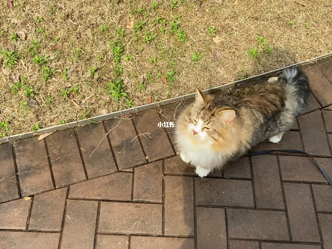 猫号文言文翻译_唐宁街10号猫_猫号