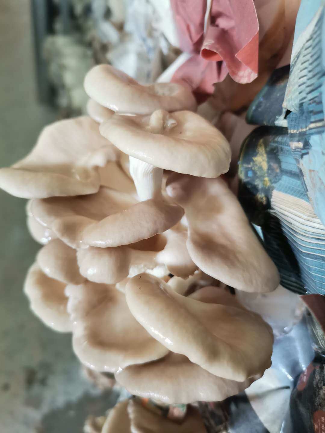 蘑菇仔是什么意思_蘑菇仔_蘑菇仔的农家小媳妇