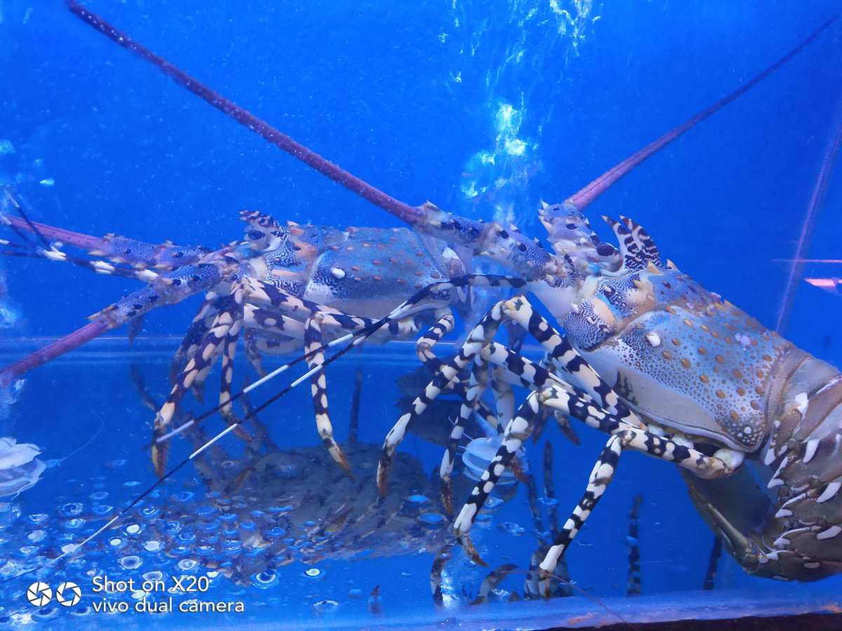 蝴蝶兽黄蜂兽龙虾兽_龙虾兽图片_龙虾兽