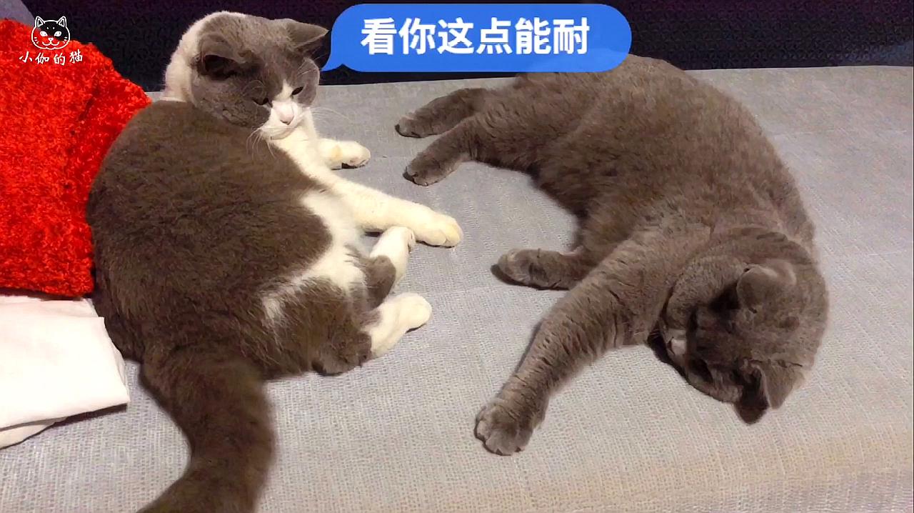 猫咪视频搞笑短视频_猫咪的短视频_猫咪短视频