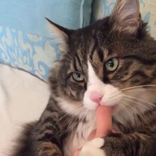 猫咪短视频_猫咪的短视频_猫咪视频搞笑短视频