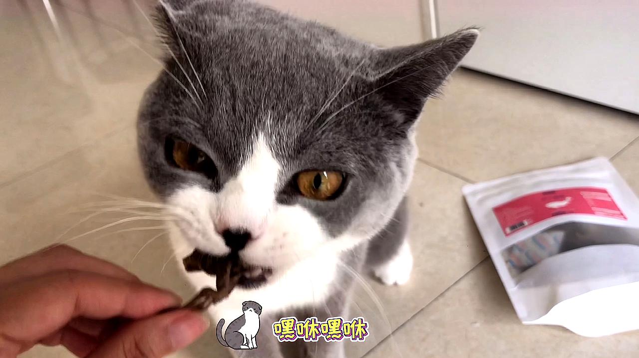 视频猫小帅故事_快猫小视频_视频猫小子
