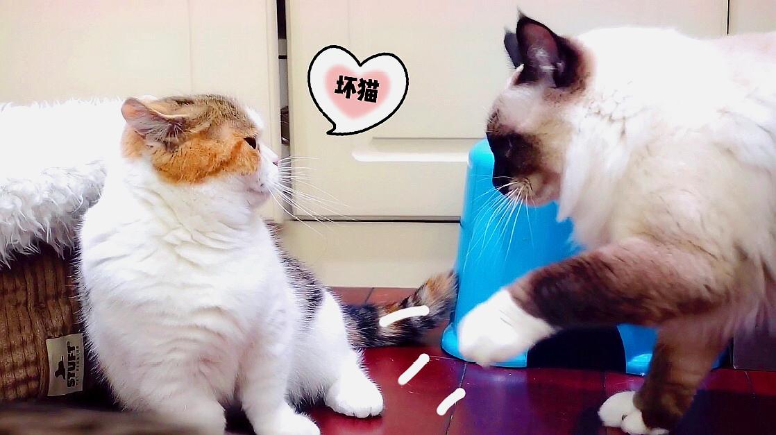快猫小视频_视频猫小子_视频猫小帅故事
