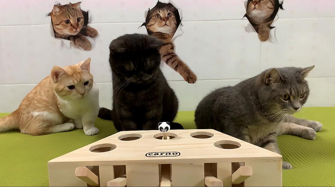快猫小视频_视频猫小帅故事_视频猫小子