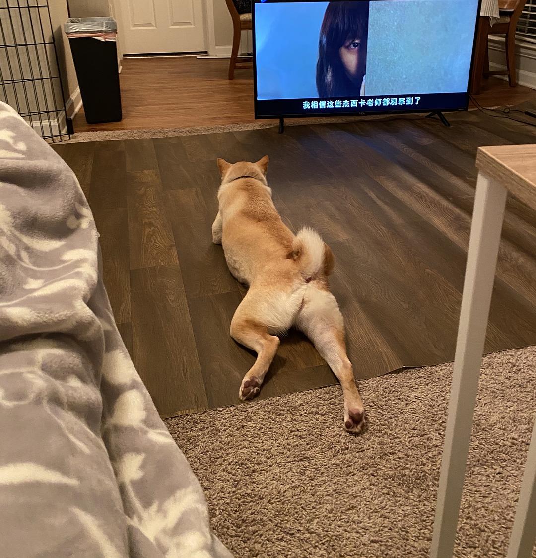 电视狗_电视狗TV版下载_电视狗APP