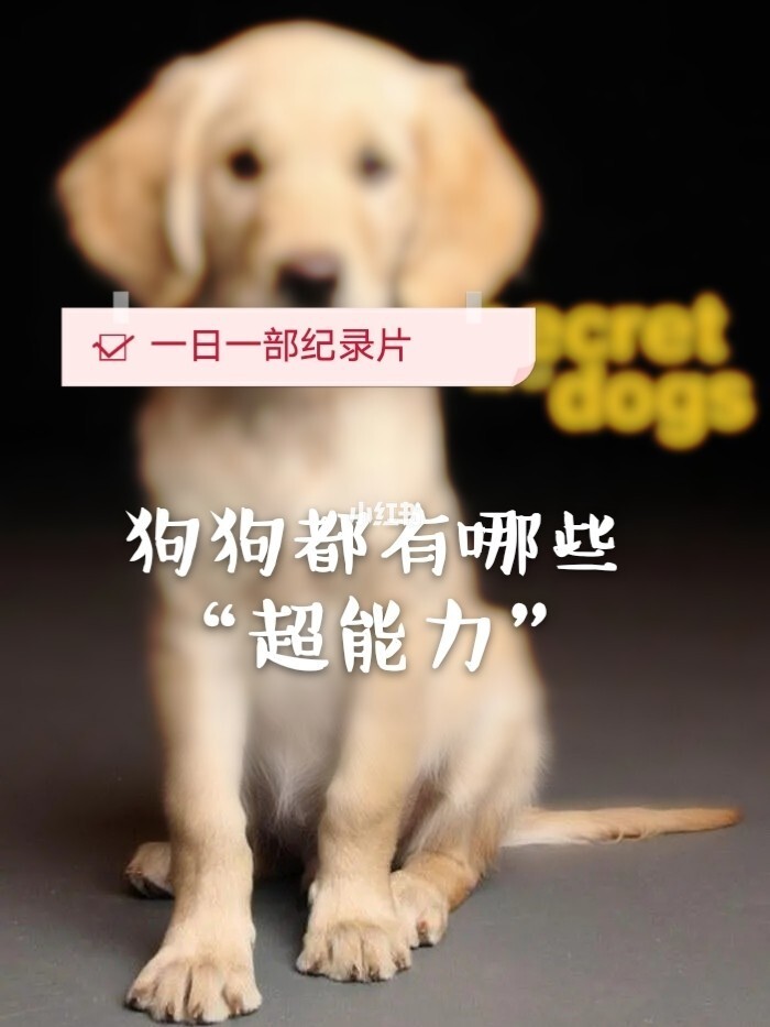 电视狗APP_电视狗TV版下载_电视狗