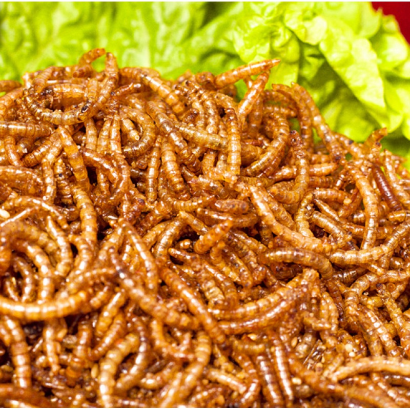虫子零食游戏攻略_虫子零食游戏英文名_虫子零食手机版游戏解说
