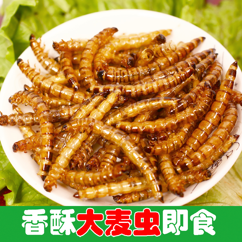 虫子零食手机版游戏解说_虫子零食游戏攻略_虫子零食游戏英文名