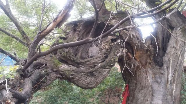 旋转轮胎手机版下载2017_古树旋转游戏下载手机版_旋转的树游戏