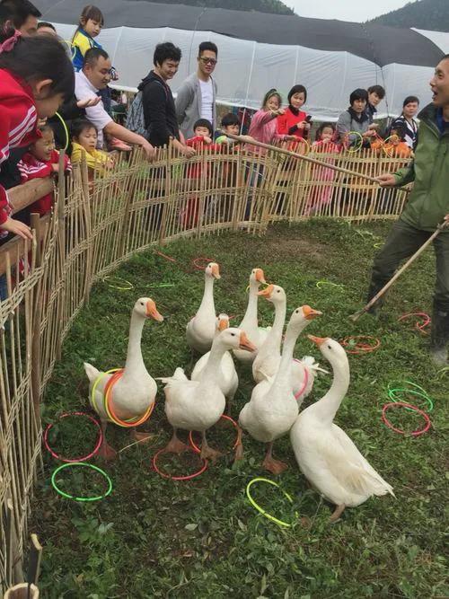 捣蛋鹅手机版游戏下载教程_捣蛋鹅操作_捣蛋鹅玩法