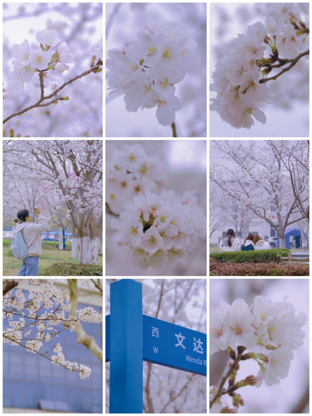 樱良_樱良桃缘婚介费用_樱良头像