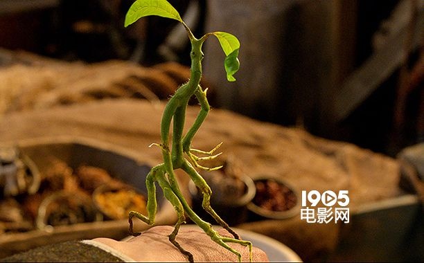神奇动物3邓布利多之谜bt_神奇动物3邓布利多之谜_神奇的动物在哪里邓布利多之谜