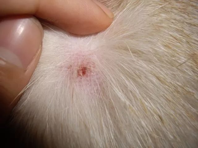 宠物安卓游戏_宠物游戏手机_宠物 手机 游戏大全