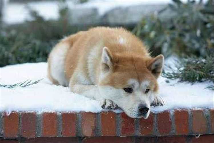 免费忠犬八公的故事电影国语_忠犬八公故事电影_忠犬八公的故事在线观看完整版