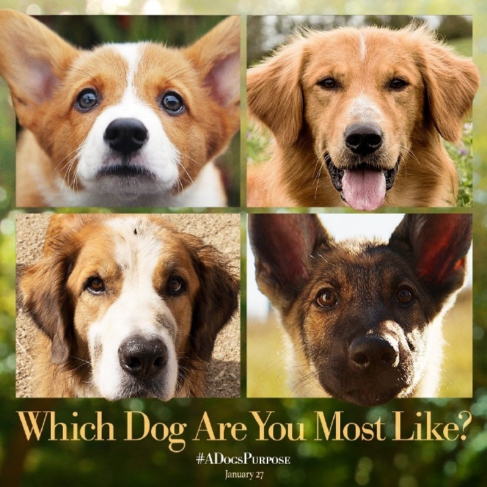 忠犬八公故事电影_免费忠犬八公的故事电影国语_忠犬八公的故事在线观看完整版
