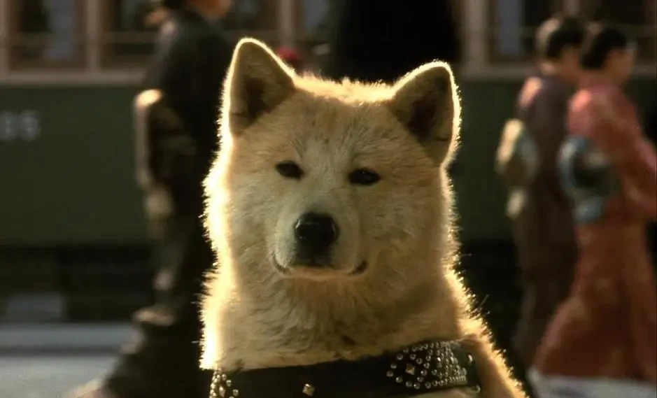 忠犬八公的故事在线观看完整版_免费忠犬八公的故事电影国语_忠犬八公故事电影