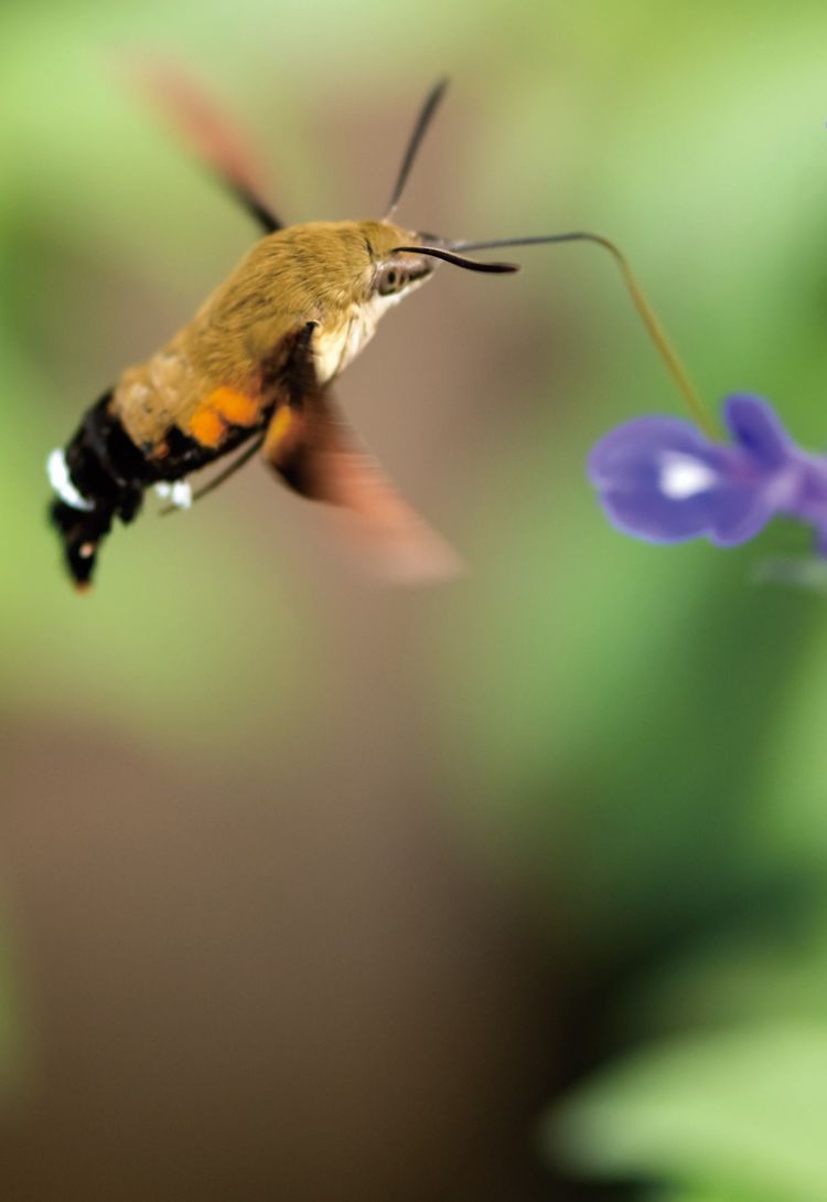 Bumblebee手机游戏_手机游戏排行榜_手机游戏4399