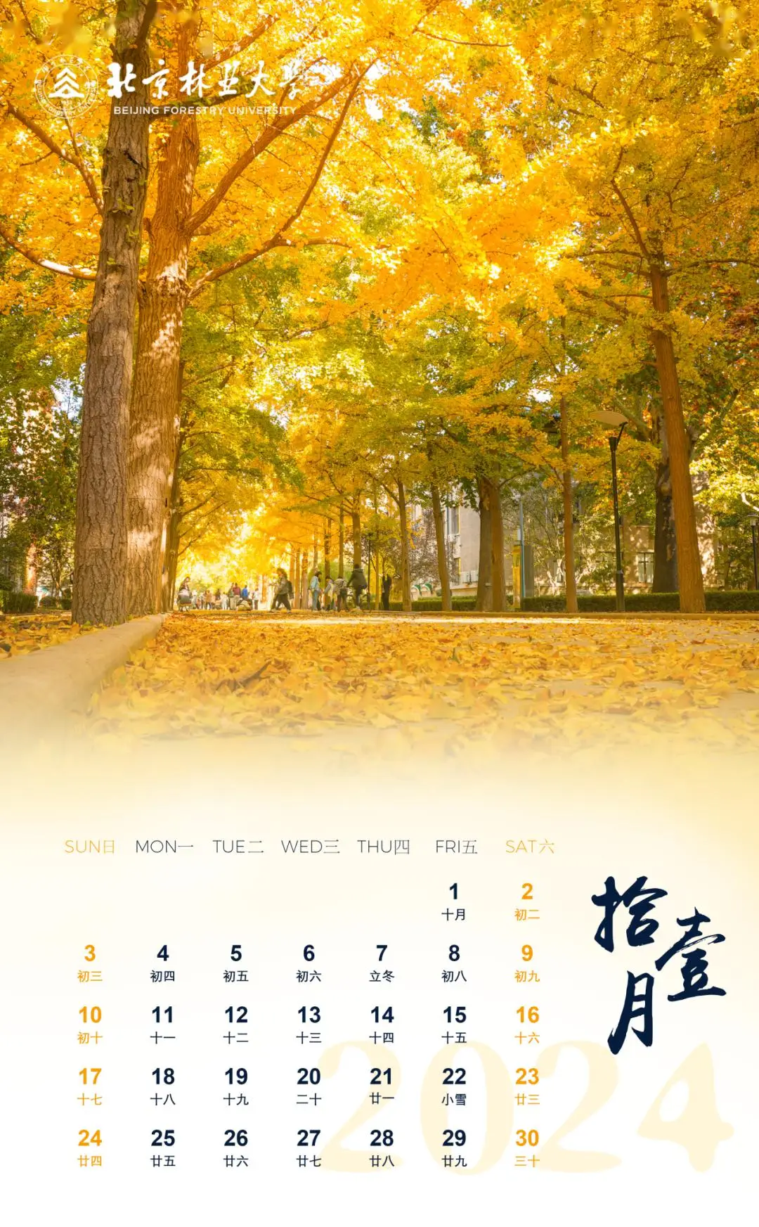 日历年月日的关系_1995年日历_一个日历年
