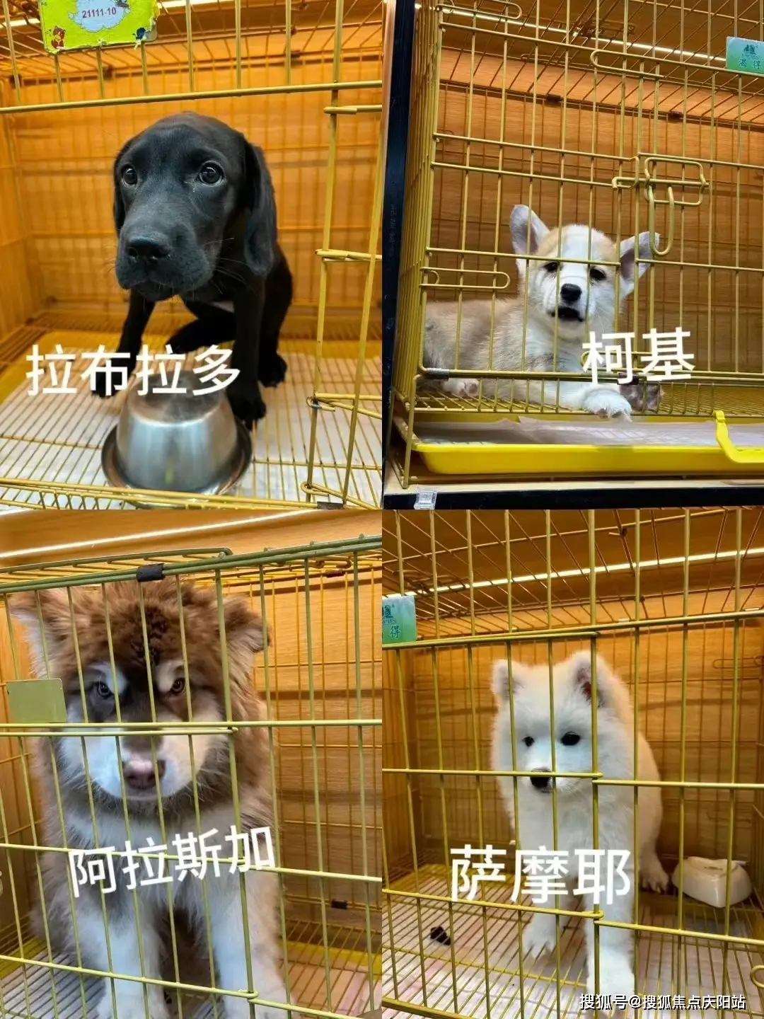 宠物生存小游戏手机版免费-探索神奇宠物世界：挑战与养护的生存之旅即将开启，你准备好了吗？