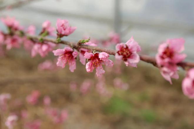 樱神宫供奉什么_樱神宫可以去吗_神樱