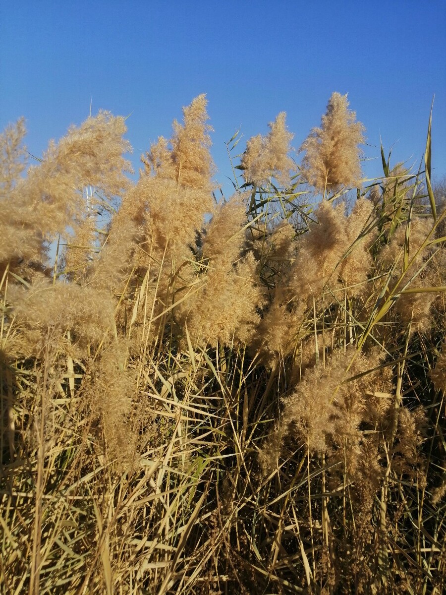 青之芦苇怎么不更新了_青色芦苇_芦苇清清
