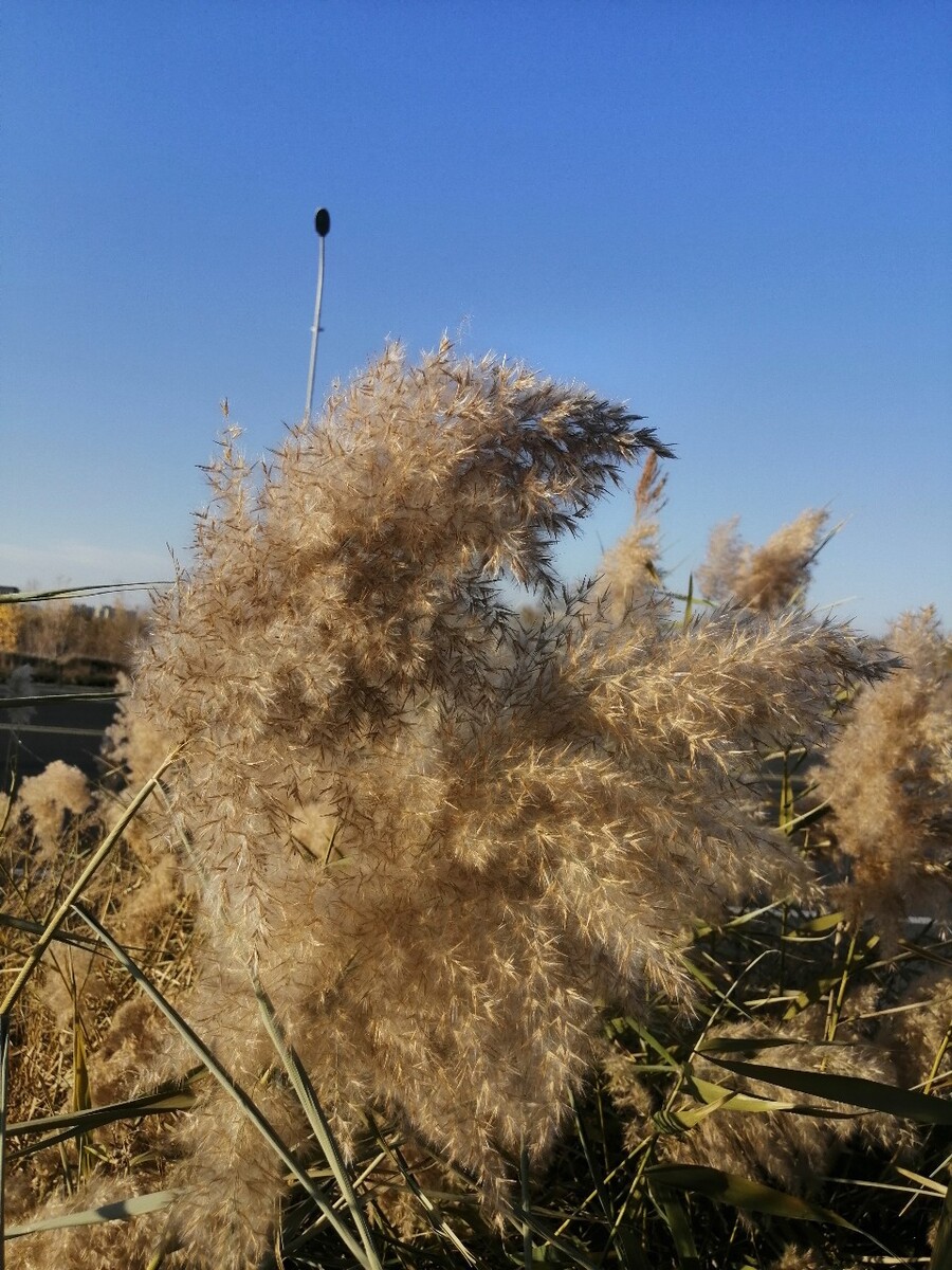 芦苇清清_青色芦苇_青之芦苇怎么不更新了