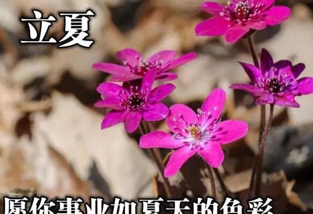 立夏小故事_立夏小故事_立夏小故事