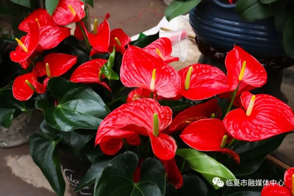 腐女 手机游戏_腐女 手机游戏_腐女 手机游戏