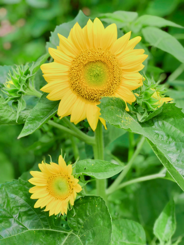 壁花小姐_壁花_壁花少年mp3