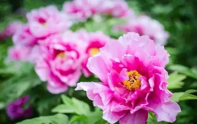 花归葬汉化版安卓_花归葬_花归葬psp汉化