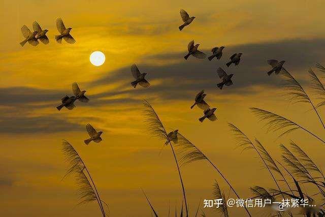 南枫桑胤衡短剧_信阳南枫实业_南枫