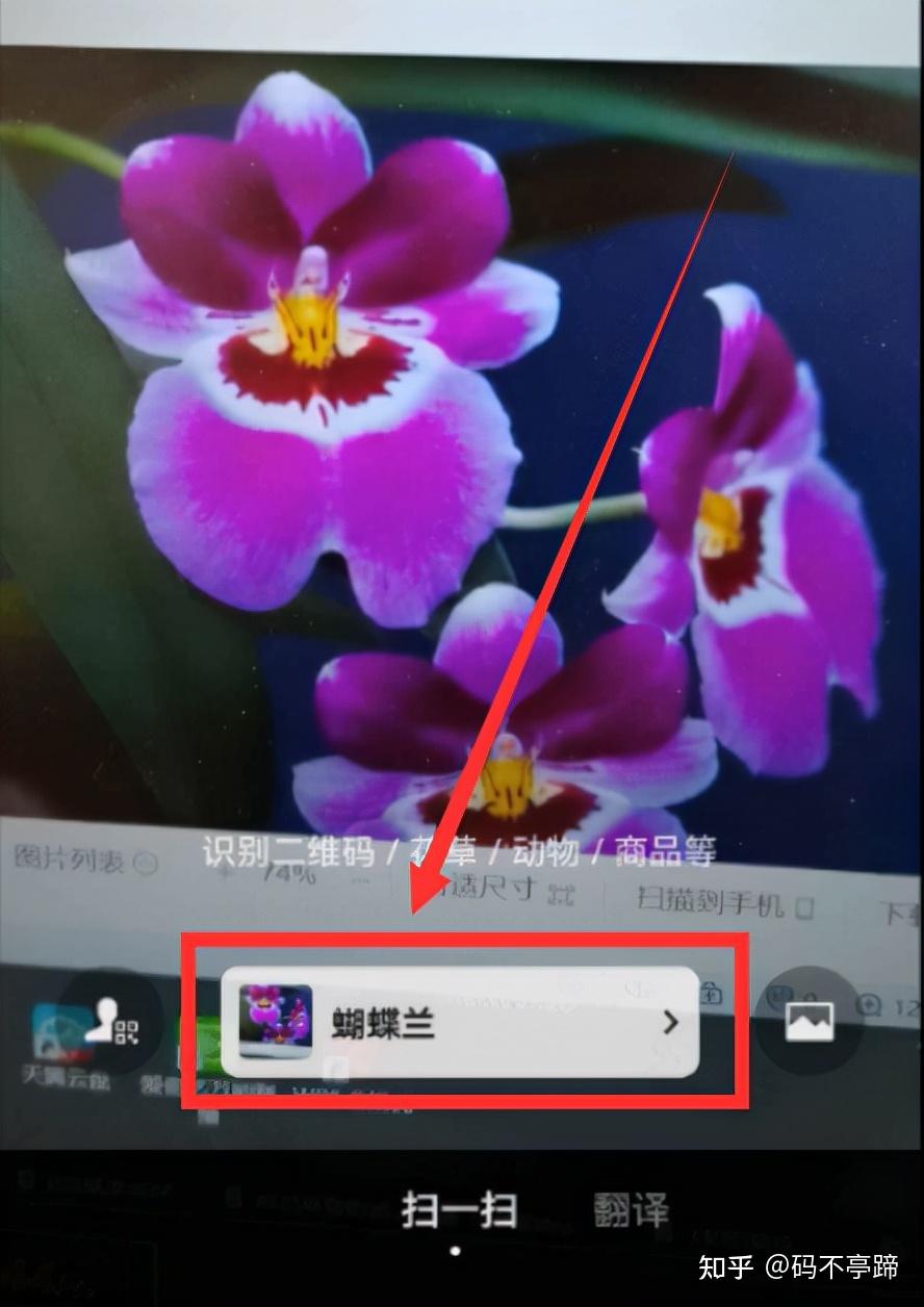 看图识物在线百度_看图识物图片知乎_在线看图识物扫一扫