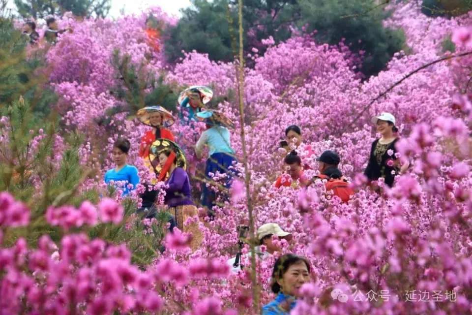 塔花的功效与作用_塔花菜_花之塔
