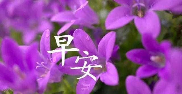 思如雪_思如雪_思如雪