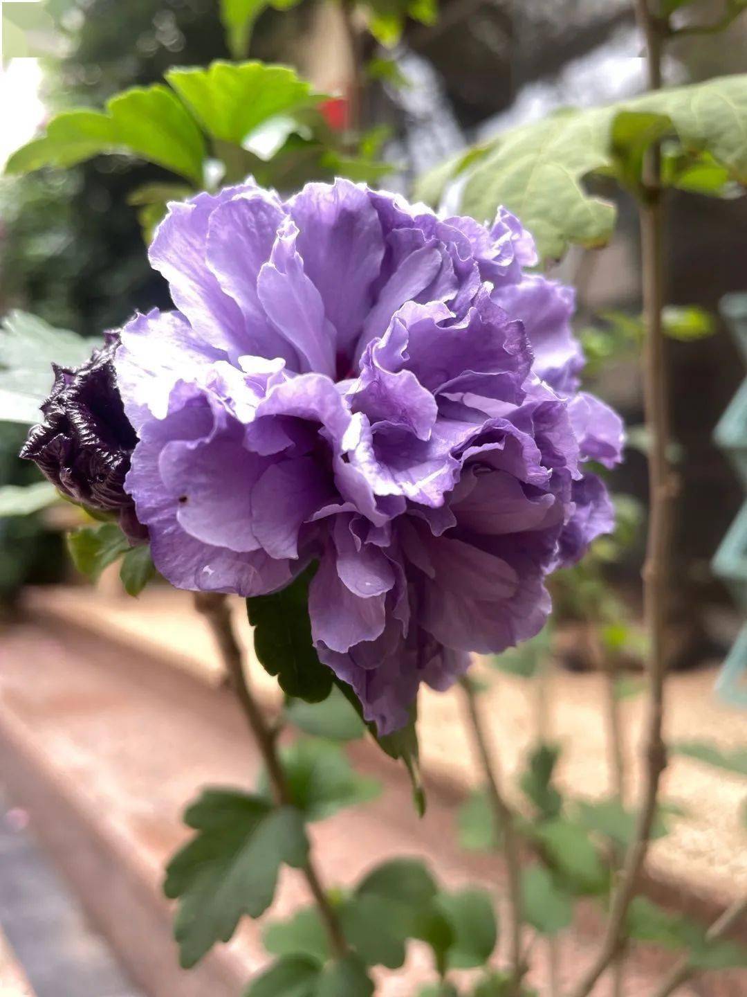 立夏吃蛋的由来_立夏吃蛋图片_立夏吃三鲜