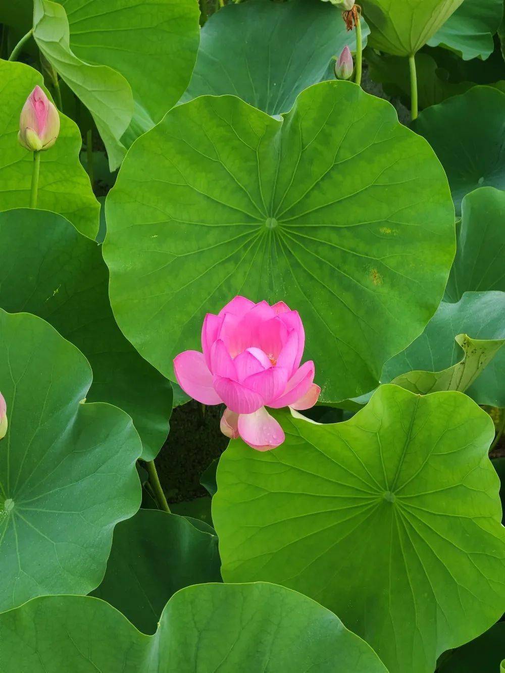 佐仓惣治郎_佐仓杏子_佐仓