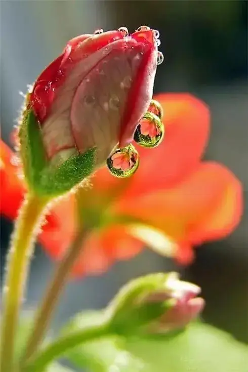 橙光游戏送鲜花有什么用_橙光游戏鲜花礼包是什么_橙光游戏怎么送鲜花手机版